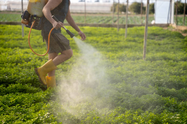 Best Insect Control  in Oildale, CA
