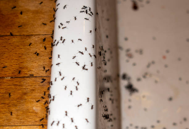 Best Local Pest Control Services  in Oildale, CA