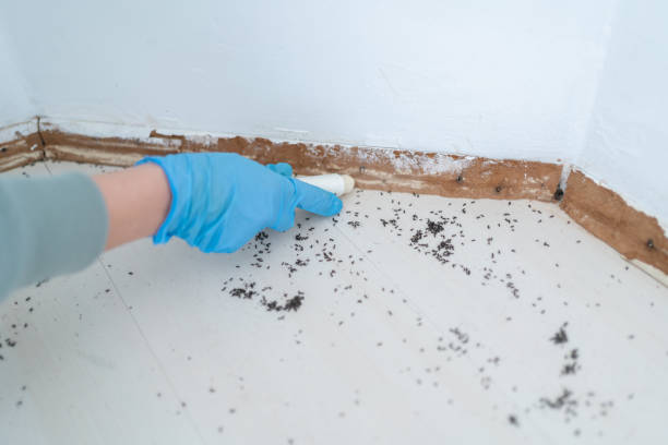 Professional Pest Control in Oildale, CA